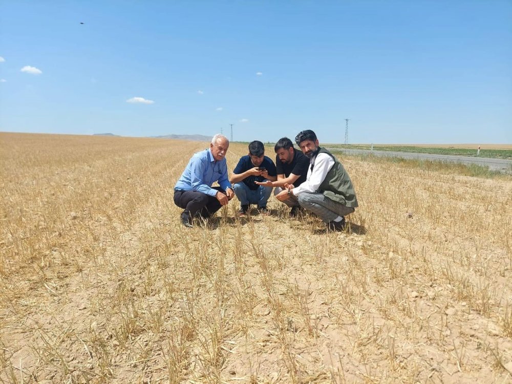 Hububat ne boy verdi ne de ürün!