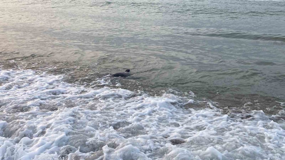 Köpekbalığı tedirginliği: Kıyıda görülen karartı korkuttu