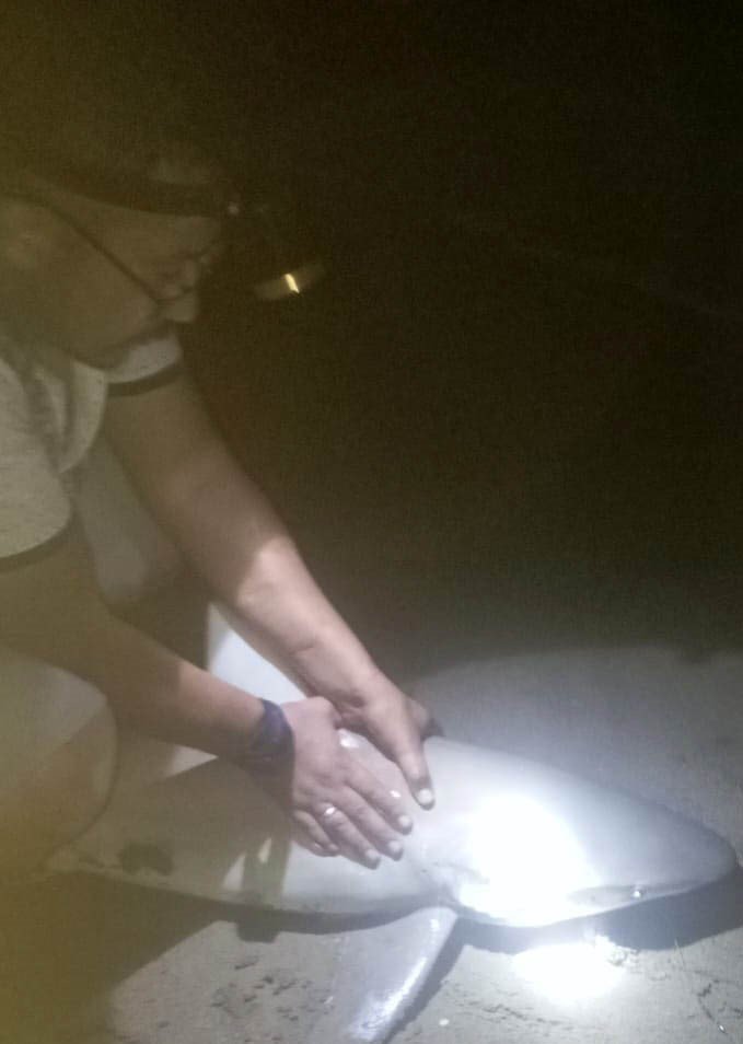 Amatör oltacı kıyıdan 2 köpek balığı yakaladı