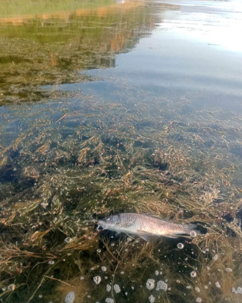 Eğirdir Gölü kıyısında yüzlerce ölü sazan bulundu