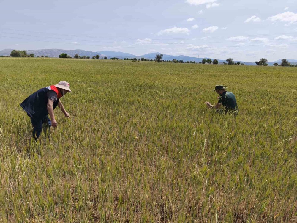 Hububat Ekili Alanlar Yakın Takip Altında