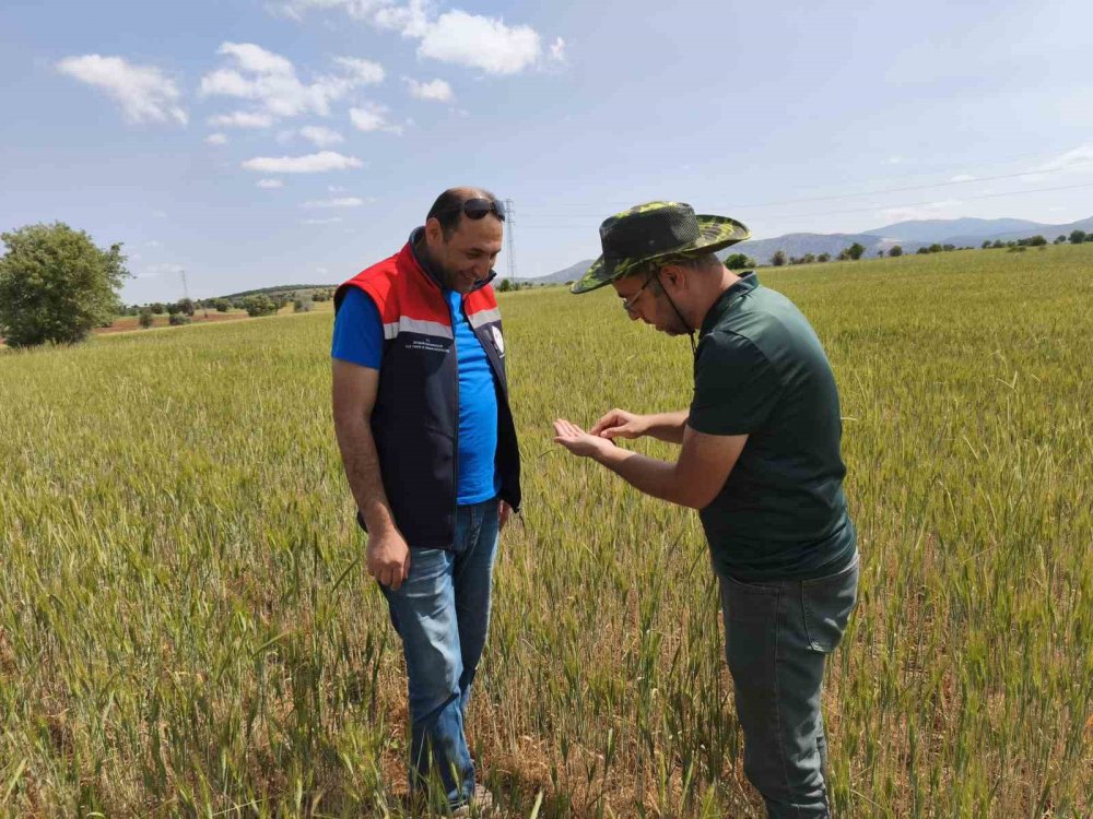 Hububat Ekili Alanlar Yakın Takip Altında