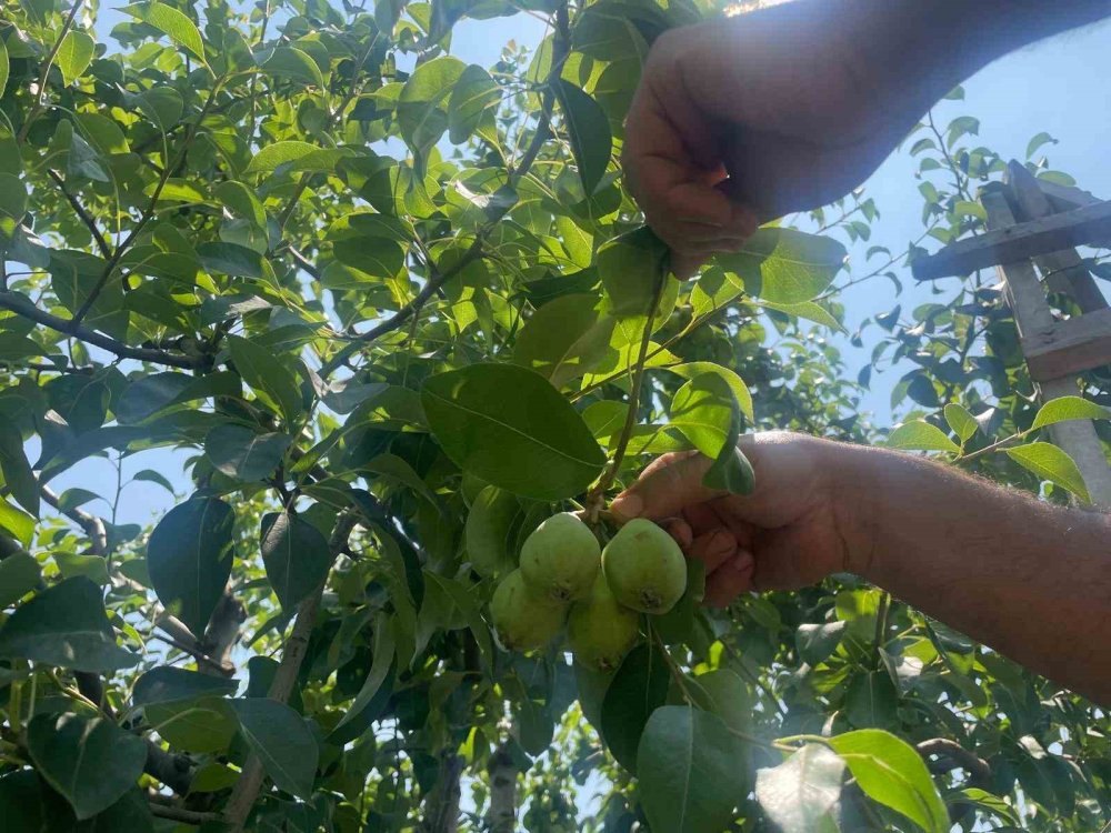 Verim için tonlarca armut ve şeftali koparılıp yere atıyorlar