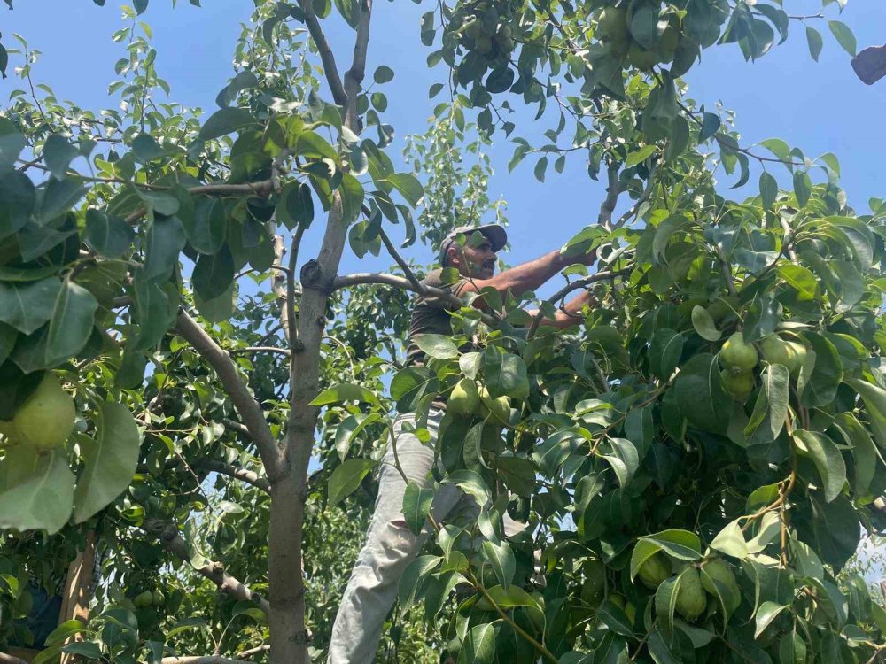 Verim için tonlarca armut ve şeftali koparılıp yere atıyorlar