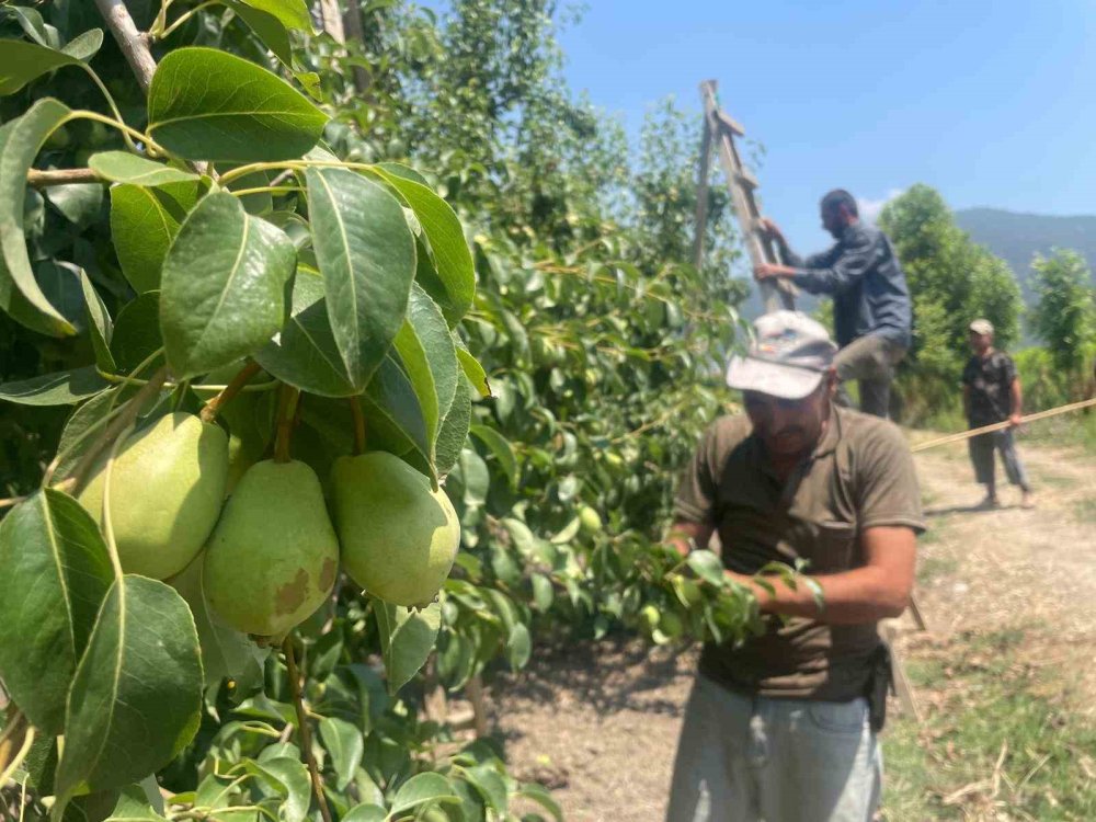 Verim için tonlarca armut ve şeftali koparılıp yere atıyorlar