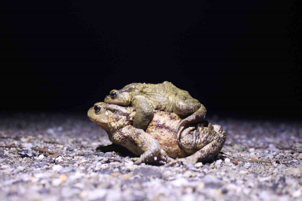 Kendisi 15 dolar, bacağı 43 dolar