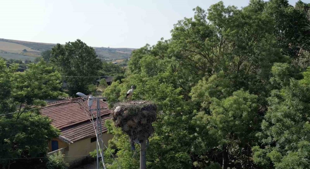 Göç yolunda yavrulayınca yolculuk yarım kaldı