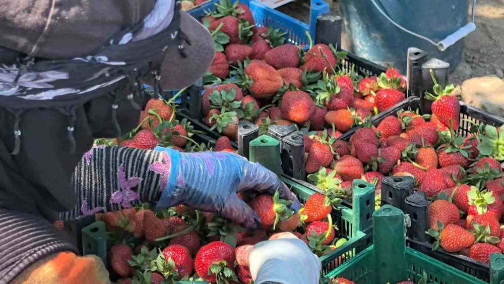 Kkırmızı elmas’ta yılın ilk hasadı