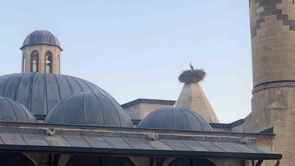 Tarihi kümbette leylek yuvası