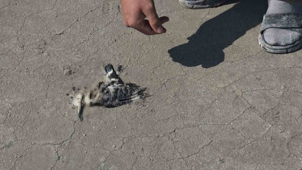 Tuz Gölü’nde endişelendiren manzara: Yüzlerce flamingo ölü bulundu