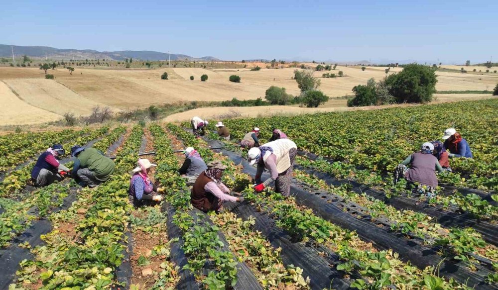 Hüyük Çileği projesi tamamlandı
