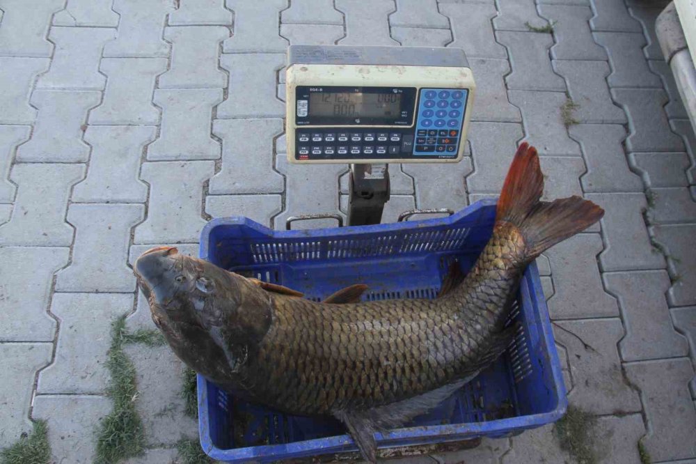 Su seviyesi düştü, Beyşehirli balıkçıları otlar zorluyor