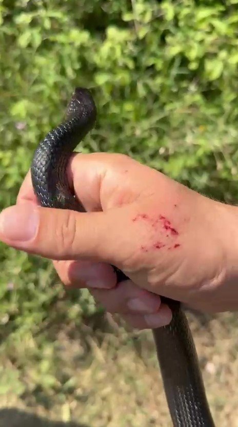 "Zararsız, öldürmeyin" dediği yılan elini ısırdı
