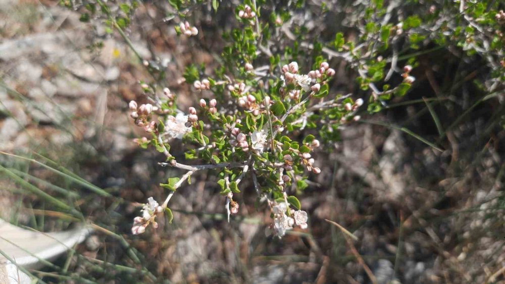 Dereköy Dikilitaş Yaylası’nda Endemik Bitki Florası İncelendi