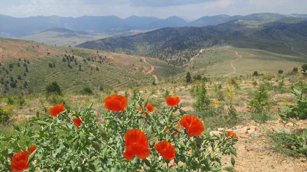Dereköy Dikilitaş Yaylası’nda Endemik Bitki Florası İncelendi