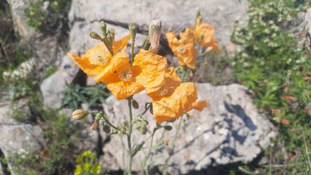 Dereköy Dikilitaş Yaylası’nda Endemik Bitki Florası İncelendi