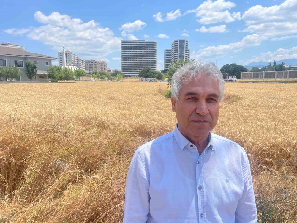 Gökdelenlerin gölgesinde buğday hasadı