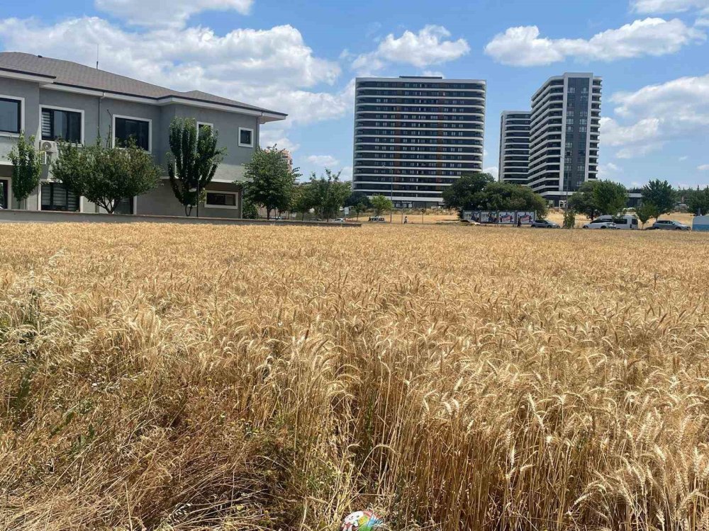 Gökdelenlerin gölgesinde buğday hasadı