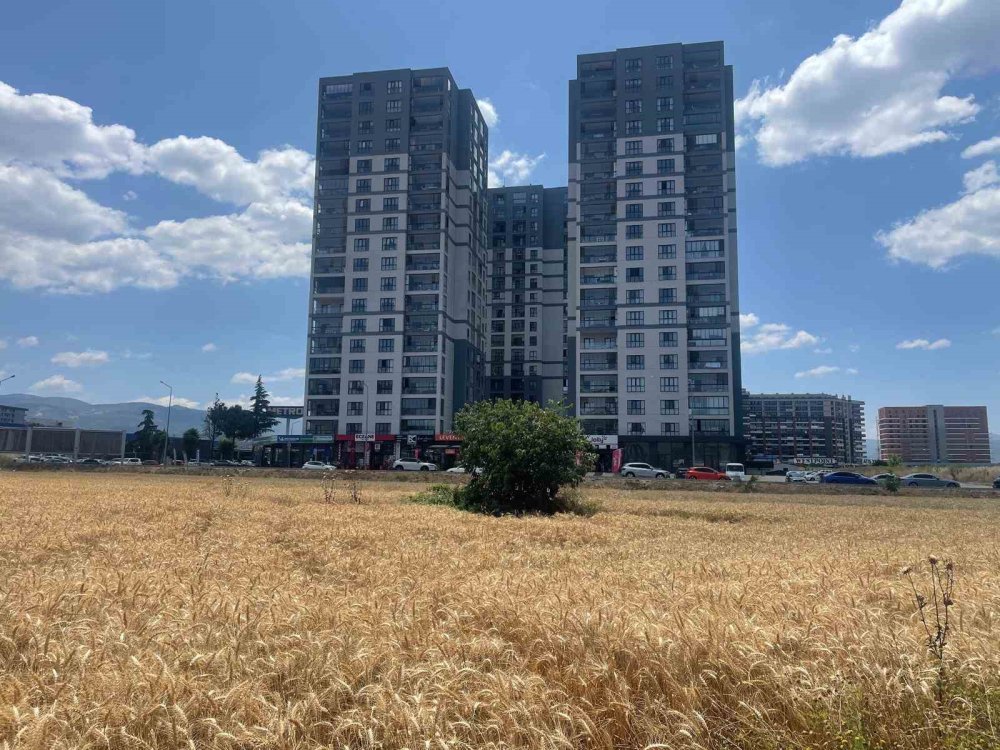 Gökdelenlerin gölgesinde buğday hasadı