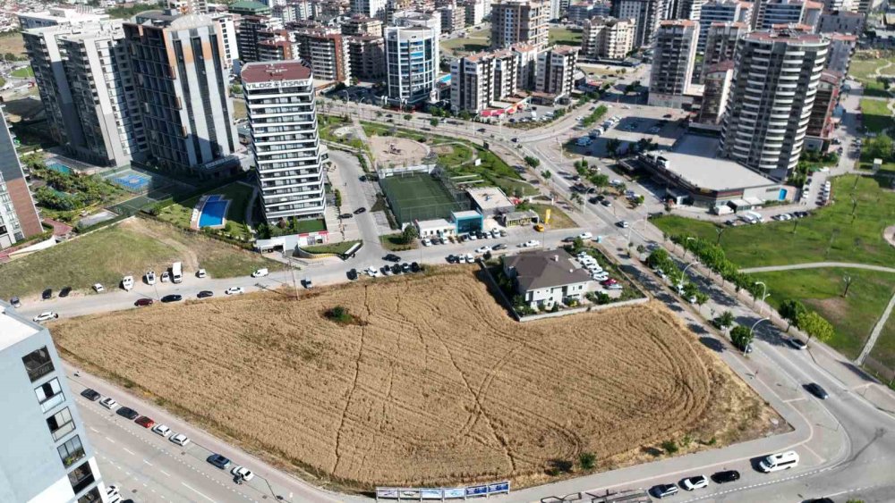 Gökdelenlerin gölgesinde buğday hasadı