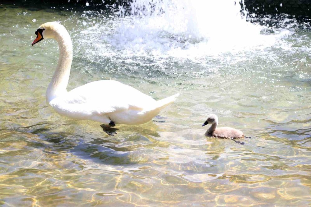 Kuğulu Park'ta Beyaz Kuğu Sevinci