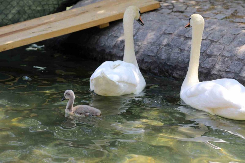 Kuğulu Park'ta Beyaz Kuğu Sevinci