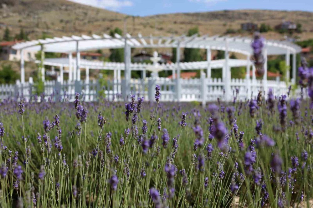 Meram Lavanta Bahçesi Kapılarını Açtı