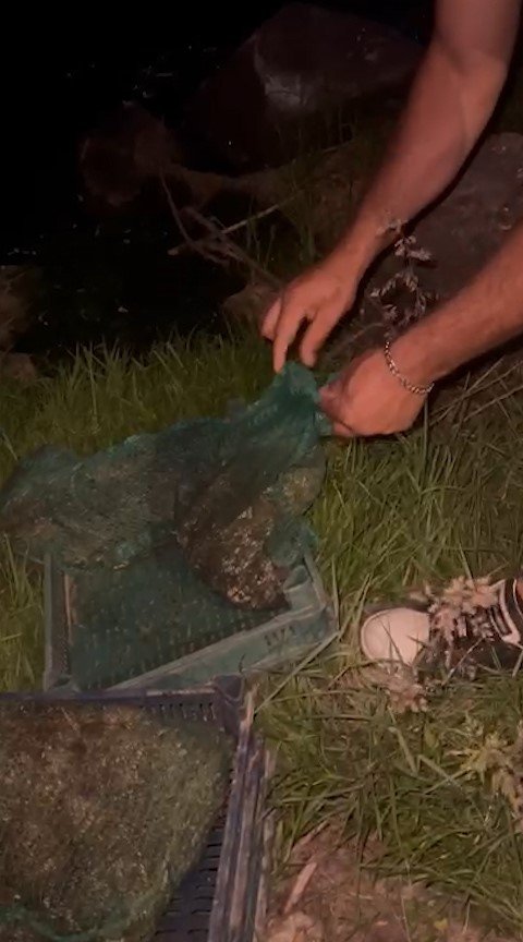 Kaçak kurbağa avcılarına jandarma operasyonu: 133 kilo kurbağa ele geçirildi