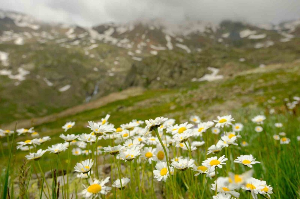 Yüksek zirvelerde doğa uyanıyor