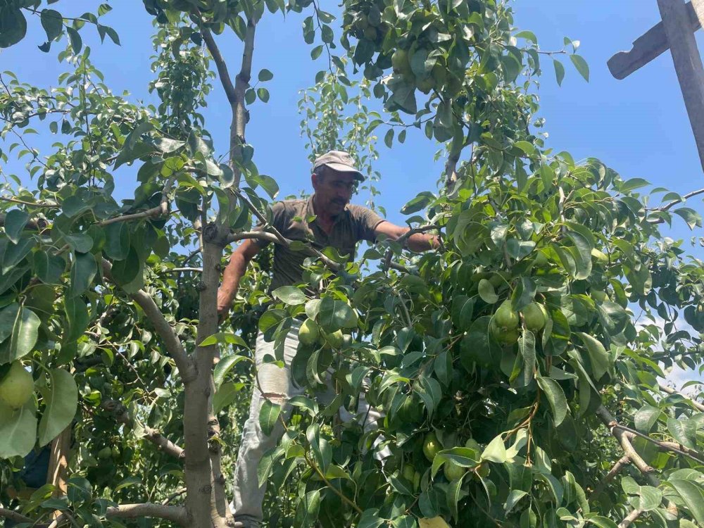 Kaliteli Meyve İçin Seyreltme Mesaisi: Günlük Yevmiye 1200 Lira