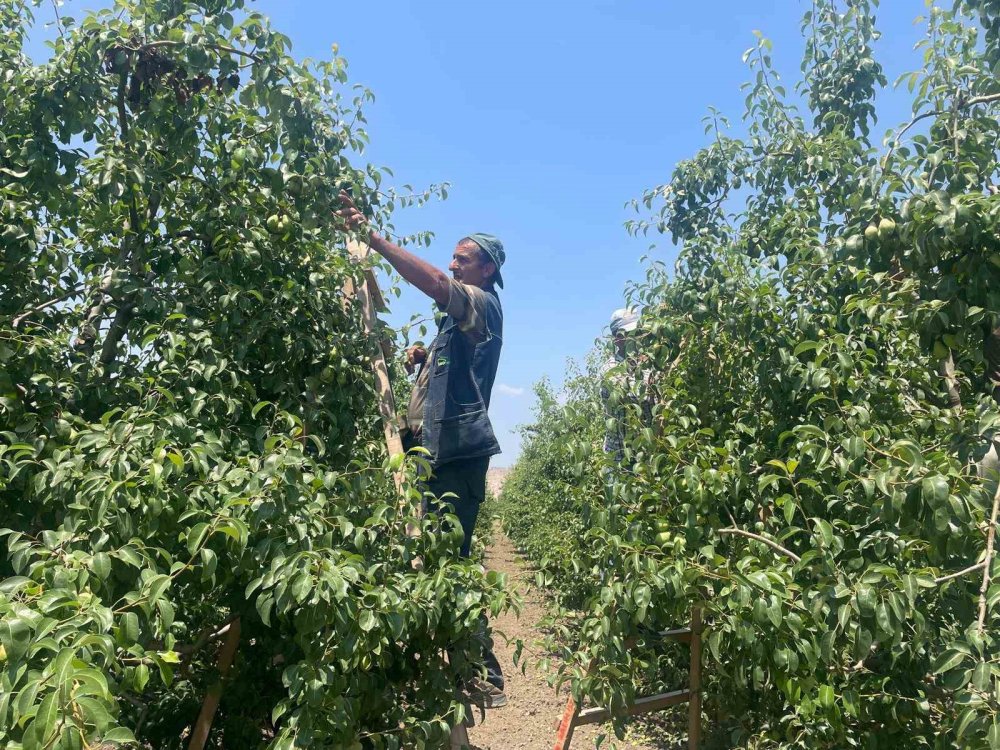 Kaliteli Meyve İçin Seyreltme Mesaisi: Günlük Yevmiye 1200 Lira