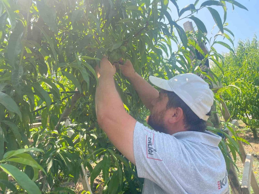 Kaliteli Meyve İçin Seyreltme Mesaisi: Günlük Yevmiye 1200 Lira