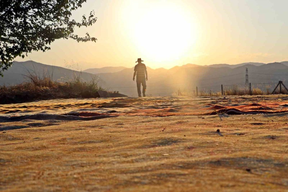 Nöbet Başladı: Milyonluk El Dokuması Halılar Güneşte Renk Değiştiriyor