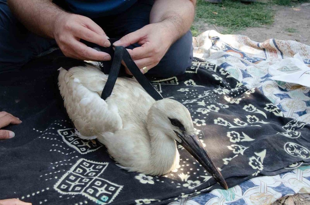 Yaren leyleğin 4 yavrusu uydu takibine alındı