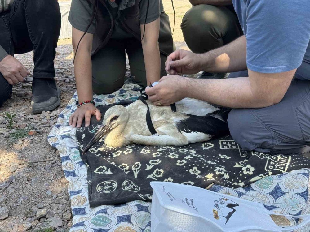 Yaren leyleğin 4 yavrusu uydu takibine alındı