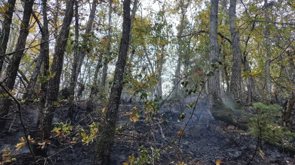 Bilecik’teki yangında 50 hektar alan zarar gördü