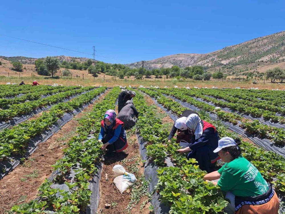 Bozkırlı kadın çiftçilere eğitim ve destek