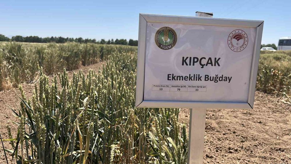 Her Dört Hububat Tohumundan Biri TİGEM'den