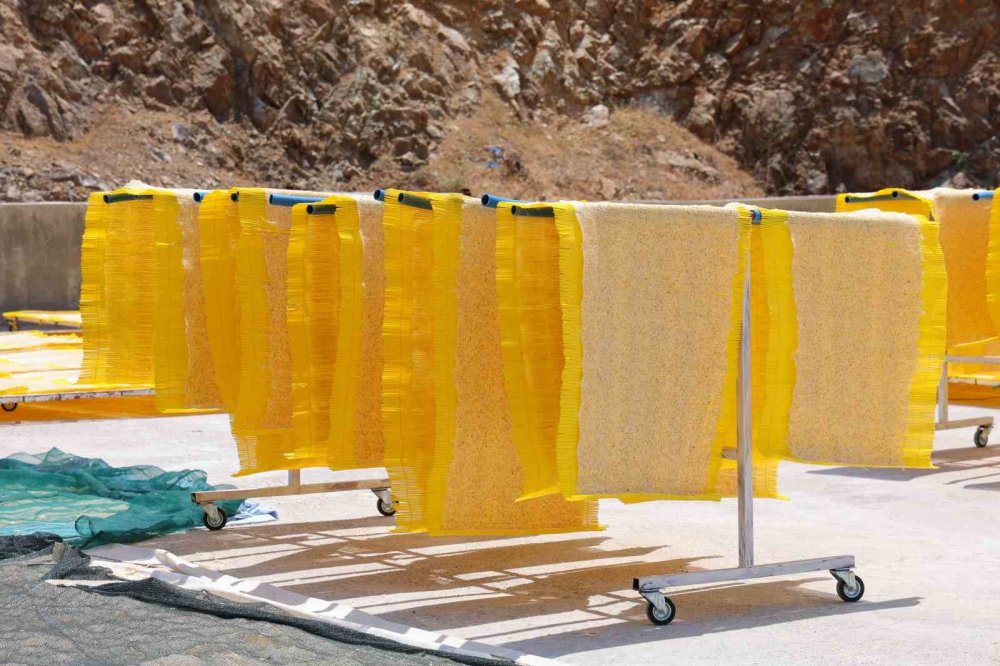 Kahramanmaraş tarhanası Avrupa sofralarında cips oldu