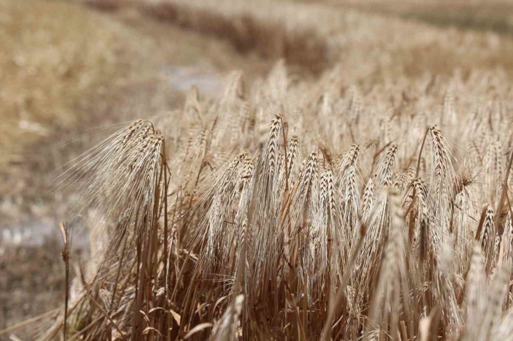 Konya Ovası can çekişiyor