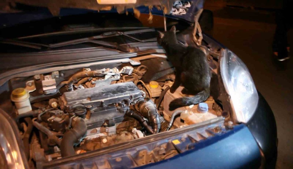 Polis uygulamasında kedi sürprizi