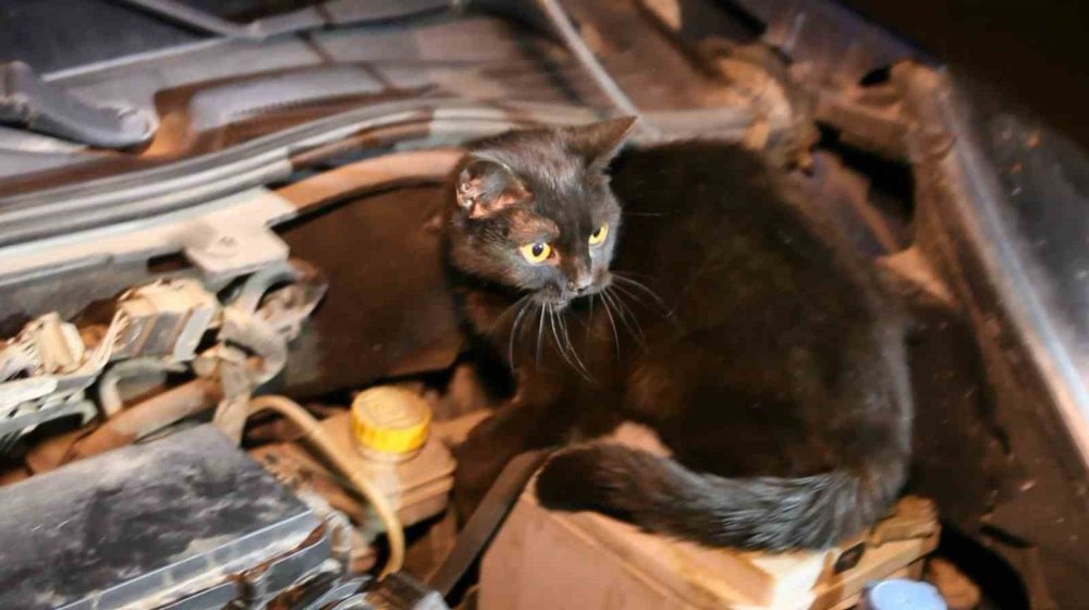 Polis uygulamasında kedi sürprizi