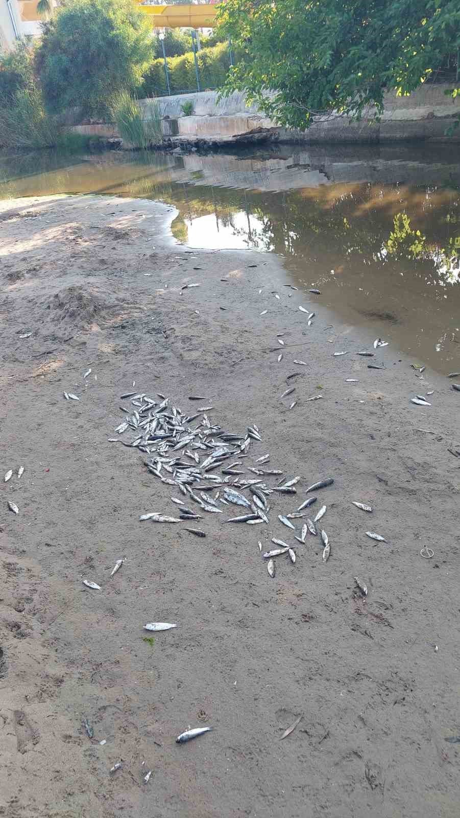 Manavgat'ta su kanalında toplu balık ölümleri: Kimyasal atık şüphesi