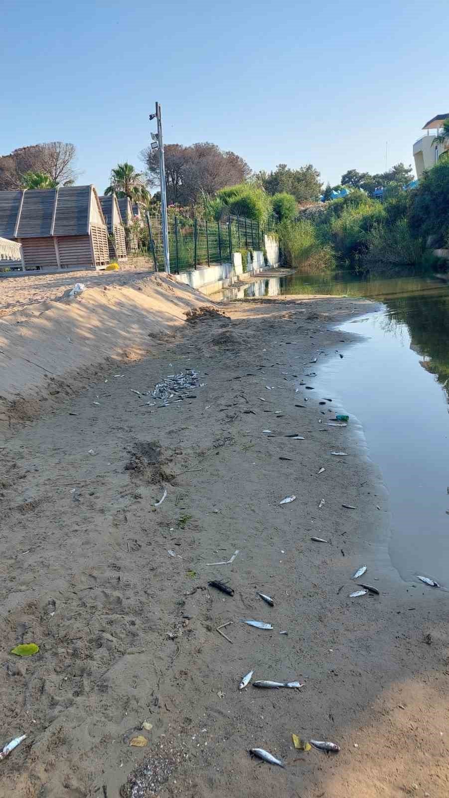 Manavgat'ta su kanalında toplu balık ölümleri: Kimyasal atık şüphesi