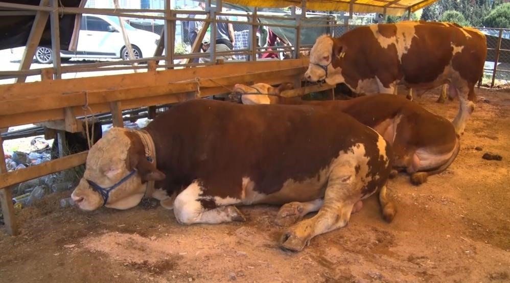 'Acele' kodlu yazı gönderildi: Tüm hayvan pazarları kapatıldı