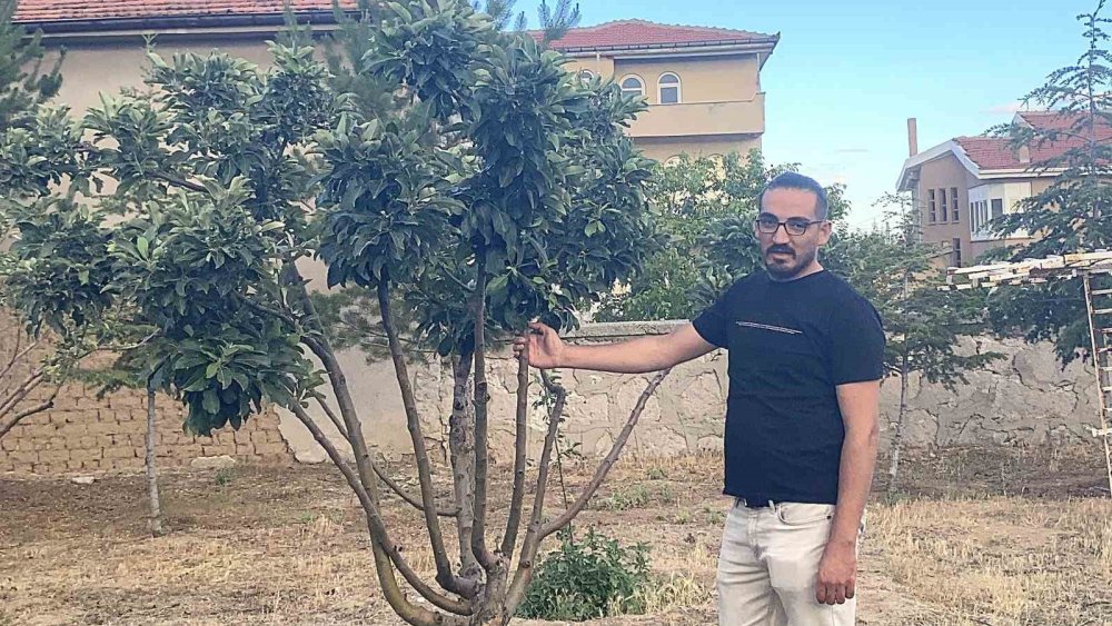 Çiçek açan elma ağacı, donun vurduğu bahçeye umut oldu