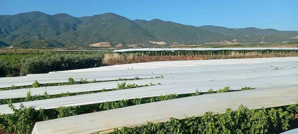 Manisa'da bağlar 3 kelimeyle korunuyor