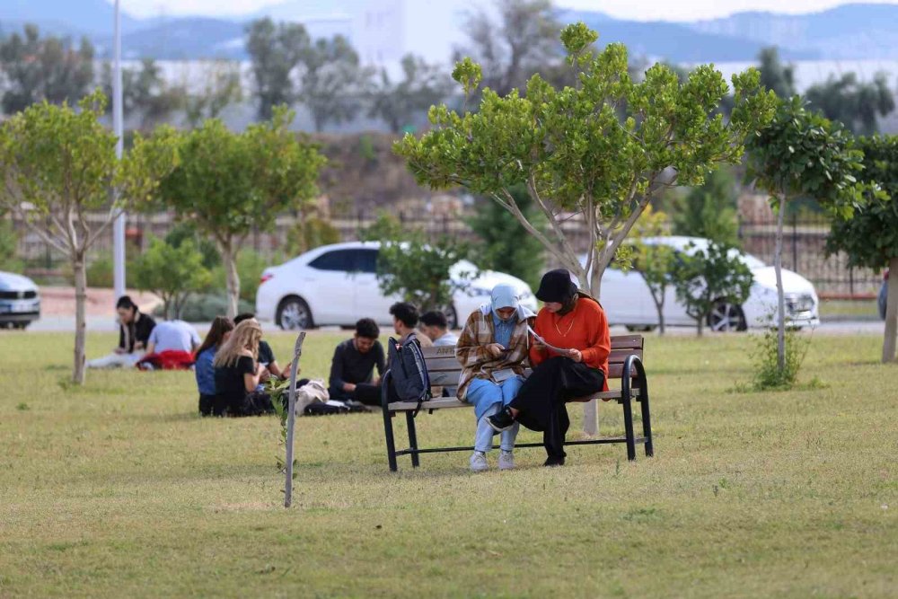 Sokak köpeklerine dikkat! Keneler hastalık yayıyor