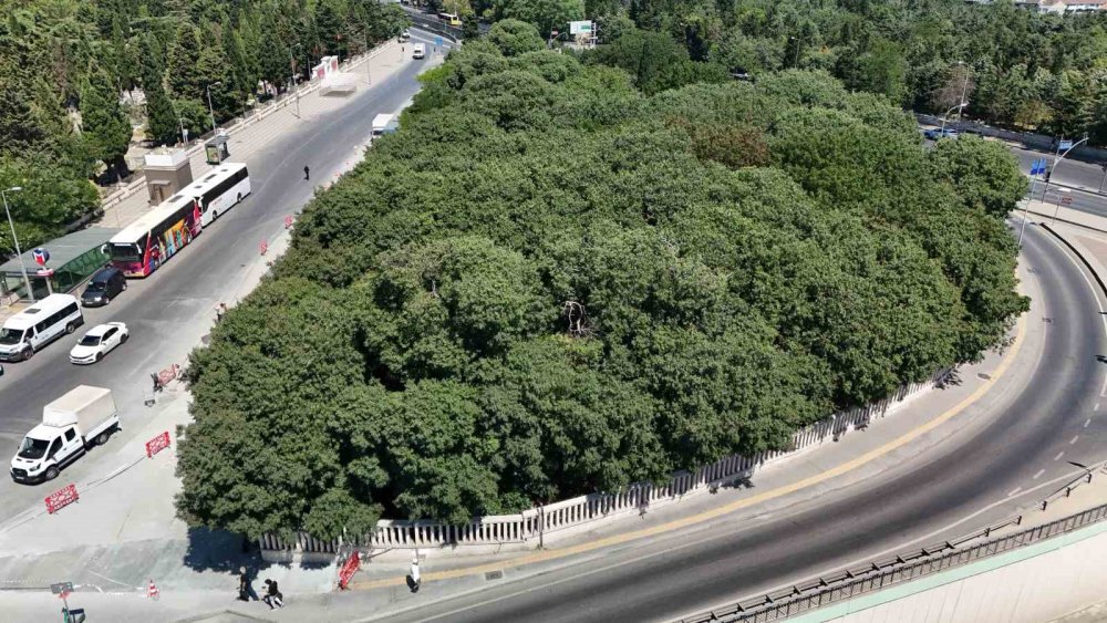 Osmanlı'nın kahramanı unutuldu: Çerkes Hasan’ın mezarı harabeye döndü