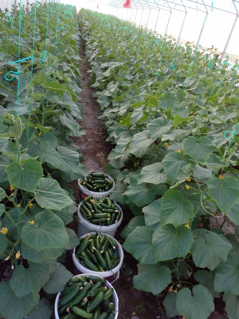 Niğde KOP'tu geliyor